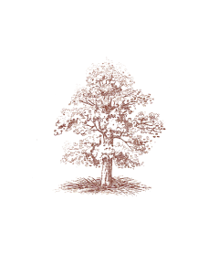 Oak Tree (sets of 10)