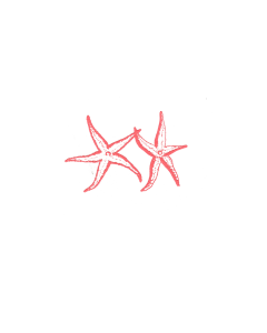 Starfish Tent Place Cards (set of 16)