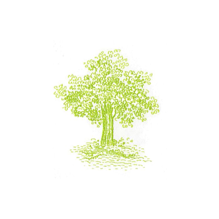 19 Green Apple Tree Vector Huge Freebie Download For - Lemon Tree Drawing  Easy, HD Png Download , Transparent Png Image - PNGitem