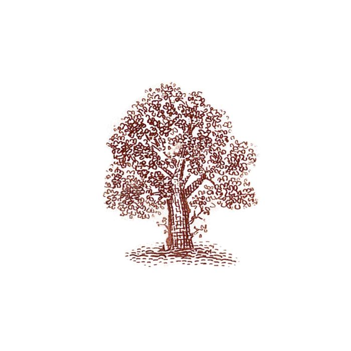 Maple Tree (sets of 10)