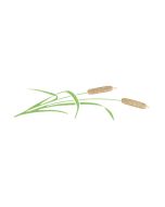 Cattails (sets of 10)